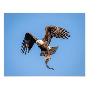 Impression Photo Aigle à tête blanche 14x11 avec un poisson
