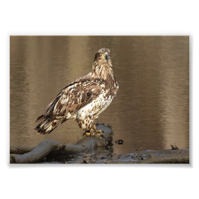 Impression Photo Aigle à tête blanche immature avec pieds boueux (Devant)