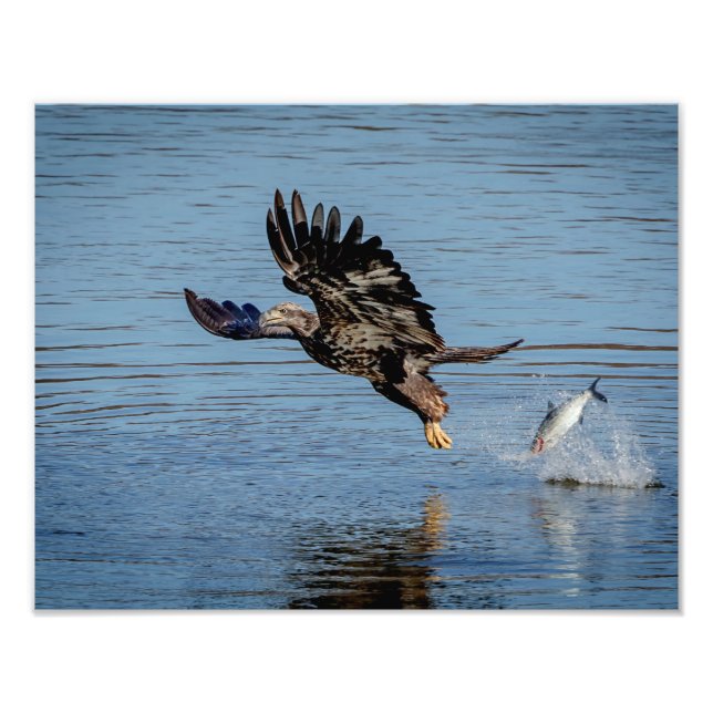 Impression Photo Aigle à tête blanche immature qui dépose un poisso (Devant)
