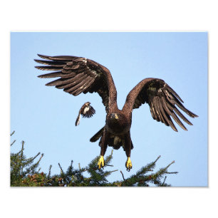 Impression Photo Aigle à tête blanche juvénile décolle