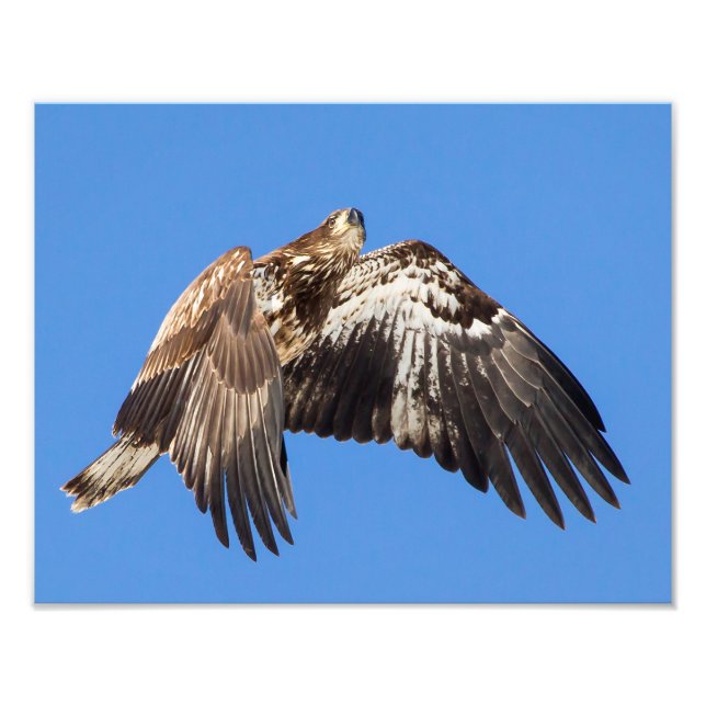Impression Photo Aigle à tête blanche juvénile en vol (Devant)