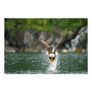 Impression Photo Aigle Bald Le Gros Catch