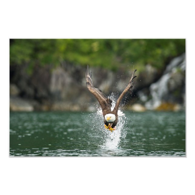 Impression Photo Aigle Bald Le Gros Catch (Devant)