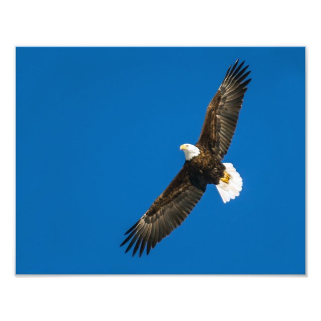 Impression Photo Aigle Balle Dans Ciel Bleu Clair (Devant)
