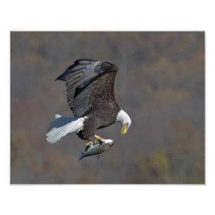 Impression Photo Aigle chauve regardant un poisson
