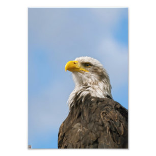 Impression Photo Aigle de Bald
