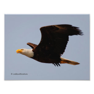 Impression Photo Aigle de Bald en vol
