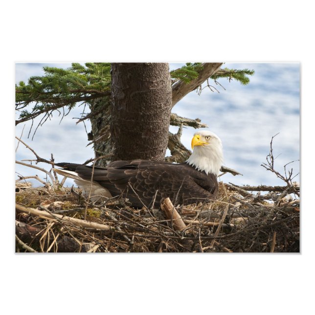 Impression Photo Aigle nicheur (Devant)