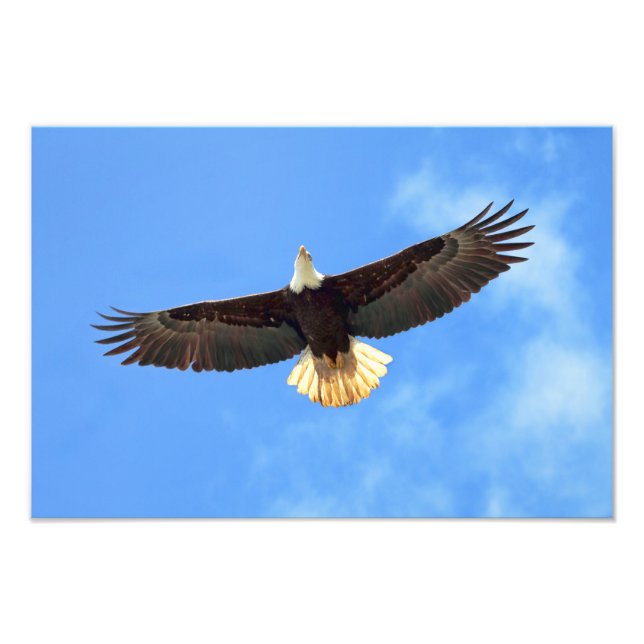 Impression Photo Aigle volant (Devant)
