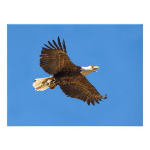Impression Photo Aigle volant avec poisson