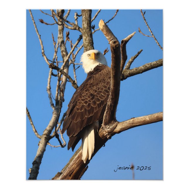 Impression Photo Aigle vous observant (Devant)