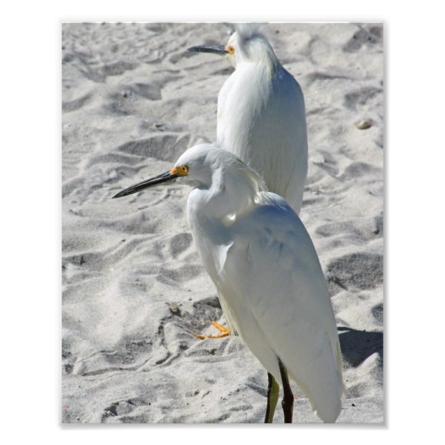Impression Photo Aigrettes sur la plage (Devant)