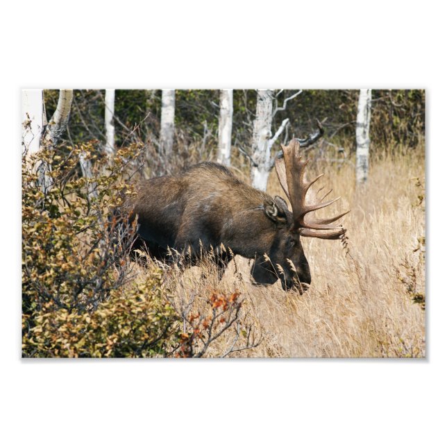 Impression Photo Aiguille (Devant)