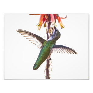 Impression Photo Ailes de colibri