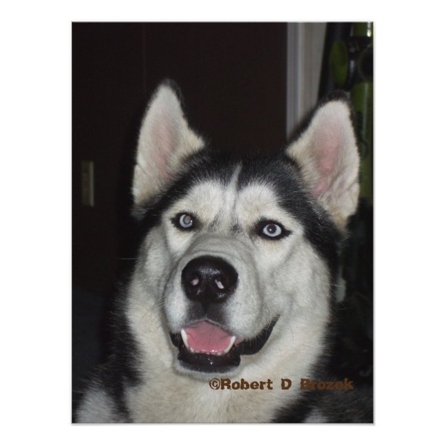 Impression Photo Alaskan Husky closeuse Photo/Poster (Devant)