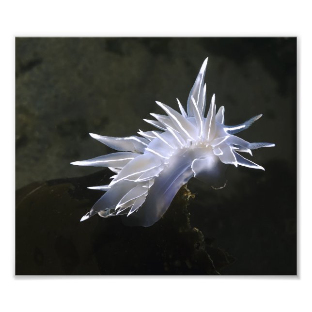 Impression Photo Albâtre Nudibranche (Devant)