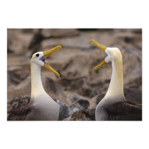 Impression Photo Albatros agités (Phoebastria irrorata) paire
