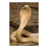 Albino Monacled Cobra, Naja kaouthia, enroulé