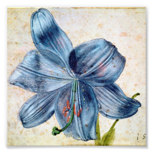 Impression Photo Albrecht Durer - Étude D'Une Lily