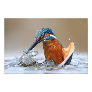 Impression Photo Alcedo Atthis Martin-pêcheur chassant dans l'eau L