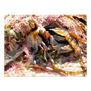 IMPRESSION PHOTO ALGUES