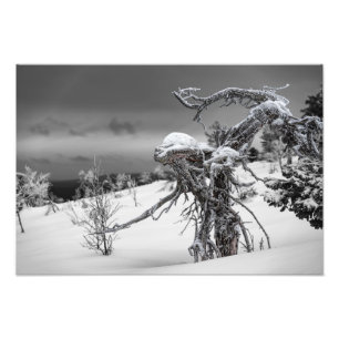 Impression Photo Alien en bois dans le cadre hivernal du Lapl finla