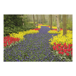 Impression Photo Allée de jacinthe des vignes, de jonquilles et