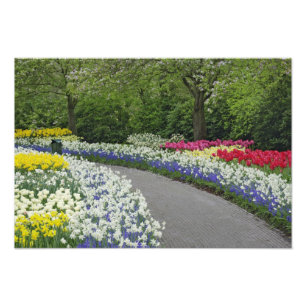 Impression Photo Allée piétonne à travers les tulipes et les jonqui