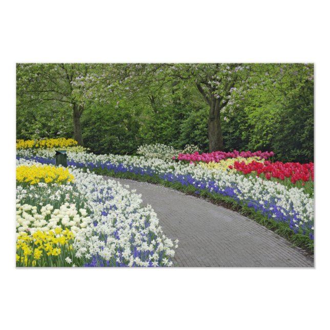 Impression Photo Allée piétonne à travers les tulipes et les jonqui (Devant)
