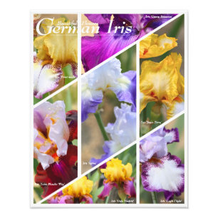 Impression Photo Allemand Iris [Photo Imprimer] フ ォ プ リ ン 