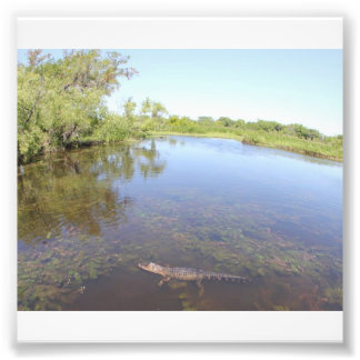 Impression Photo Alley Alligator