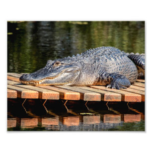 Impression Photo Alligator 10x8 à Homosassa Springs Wildlife State