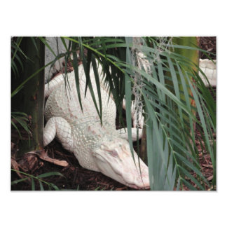 Impression Photo Alligator albino