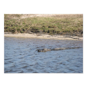 Impression Photo Alligator Américain Nageant dans la Rivière Photog