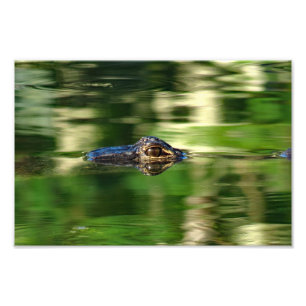 Impression Photo Alligator sous l'eau