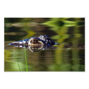 Impression Photo Alligator sous l'eau