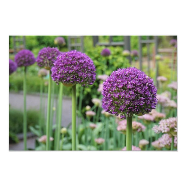Impression Photo Allium de 19 po x 13 po (Devant)