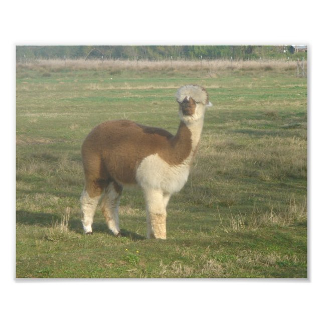 Impression Photo Alpaca (Devant)