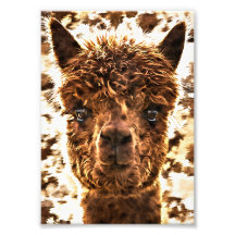 Alpacas de face entière