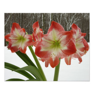 Impression Photo Amaryllis en Fête Rouge Neige Hiver Floral