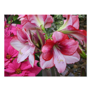 Impression Photo Amaryllis et Poinsettia Fleurs de Fêtes Rouges