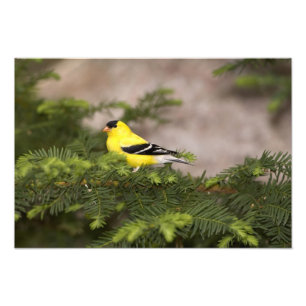 Impression Photo Américain Goldfinch mâle dans un arbre