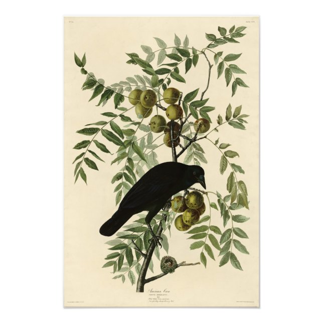 Impression Photo American Crow de John Audubon's Birds of America (Devant)