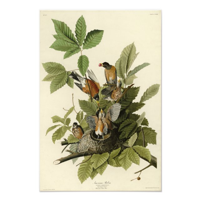 Impression Photo American Robin from Audubon's Birds of America (Devant)