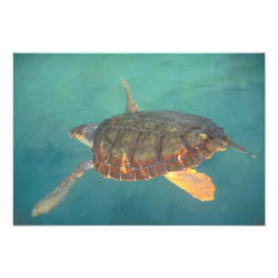 Impression Photo Amérique centrale, Panama, Bocas Del Torro