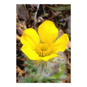 Impression Photo Amérique du Nord, États-Unis, Alaska, Denali Natio