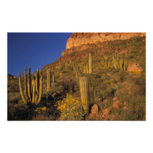 Impression Photo Amérique du Nord, États-Unis, Arizona, Organ Pipe 
