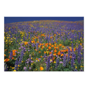 Impression Photo Amérique du Nord, États-Unis, Californie, Los An