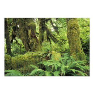 Impression Photo Amérique du Nord, États-Unis, Washington, Jeux o