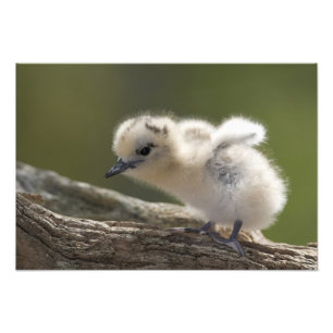 Impression Photo Amérique du Nord, Northwestern Hawaiian Islands, 2